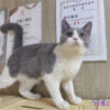 114年11月出生：《立耳英國短毛母貓》 (藍白賓士)