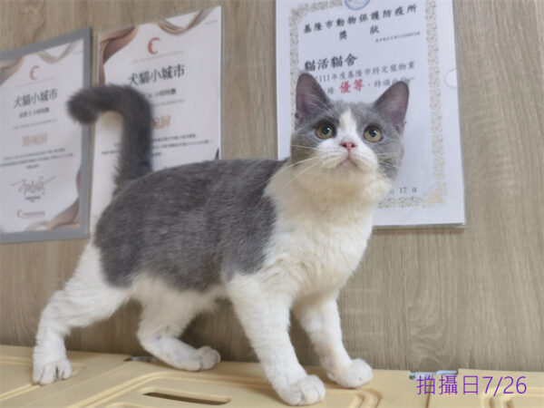 114年11月出生：《立耳英國短毛母貓》 (藍白賓士)