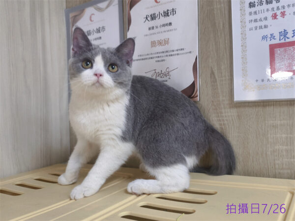 114年11月出生：《立耳英國短毛母貓》 (藍白賓士)