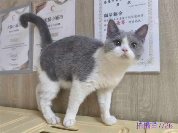114年11月出生：《立耳英國短毛母貓》 (藍白賓士)