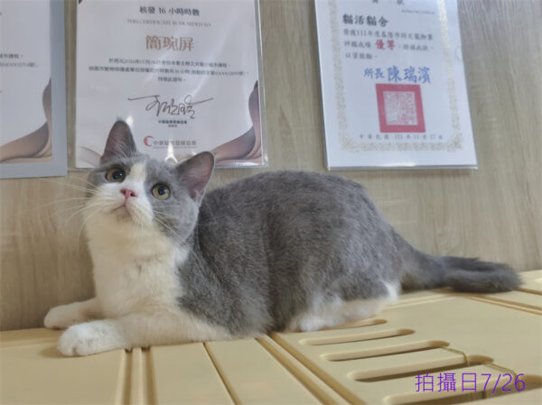 114年11月出生：《立耳英國短毛母貓》 (藍白賓士)