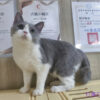 114年11月出生：《立耳英國短毛母貓》 (藍白賓士)