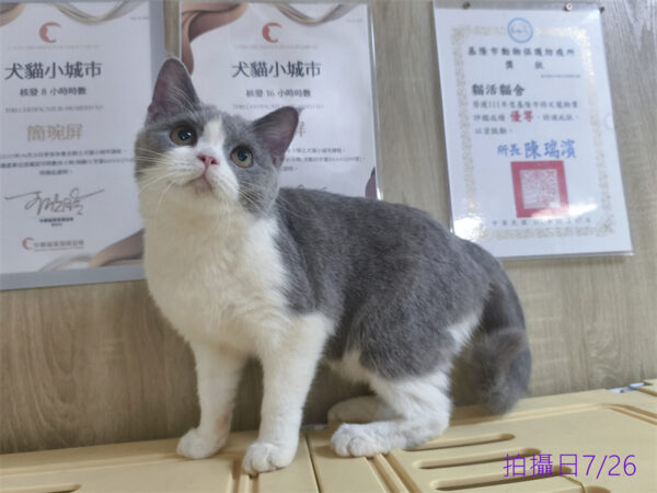 114年11月出生：《立耳英國短毛母貓》 (藍白賓士)