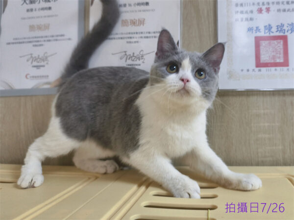 114年11月出生：《立耳英國短毛母貓》 (藍白賓士)
