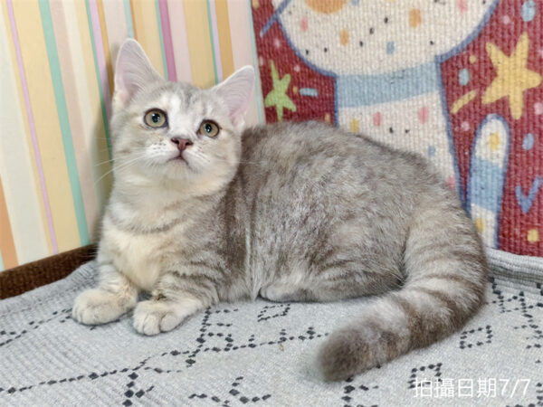 115年05月出生：《立耳曼赤肯短腿母貓》 (奶油銀漸層)