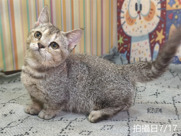 115年05月出生：《立耳曼赤肯短腿公貓》 (黑金漸層)