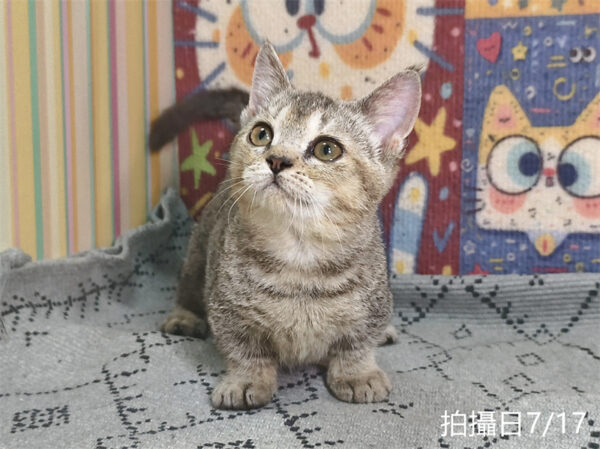 115年05月出生：《立耳曼赤肯短腿公貓》 (黑金漸層)