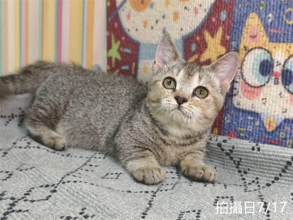 115年05月出生：《立耳曼赤肯短腿公貓》 (黑金漸層)