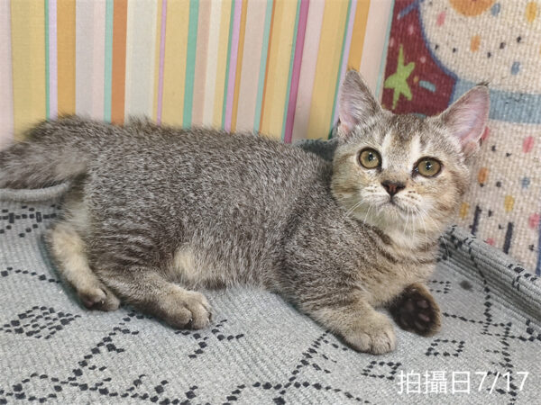 115年05月出生：《立耳曼赤肯短腿公貓》 (黑金漸層)