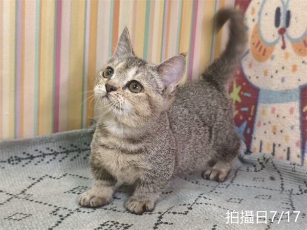 115年05月出生：《立耳曼赤肯短腿公貓》 (黑金漸層)