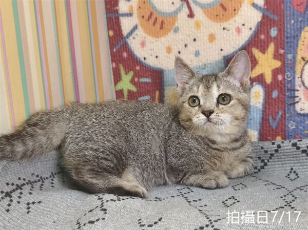 115年05月出生：《立耳曼赤肯短腿公貓》 (黑金漸層)