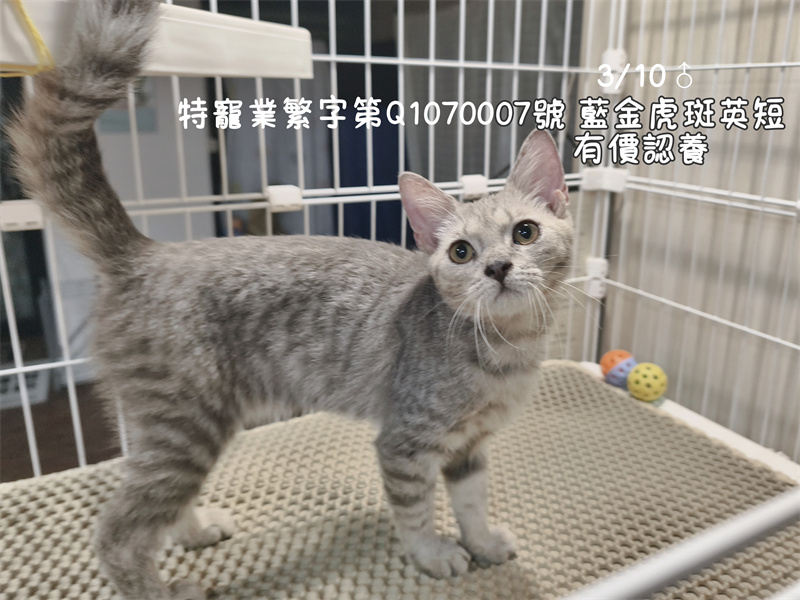 115年03月出生：《立耳英國短毛公貓》 (藍金虎斑)