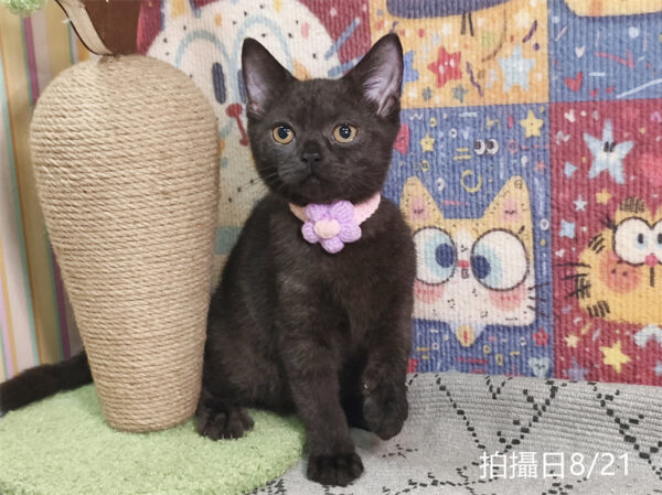 0082101 115年6月出生:《立耳英國短毛母貓》 (黑巧克力)