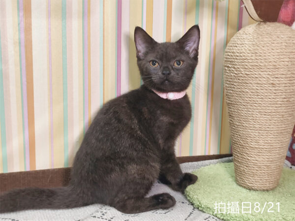 0082102 115年6月出生:《立耳英國短毛母貓》 (黑巧克力)