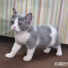 082115 115年06月出生:《立耳英國短毛公貓》 (藍白賓士)