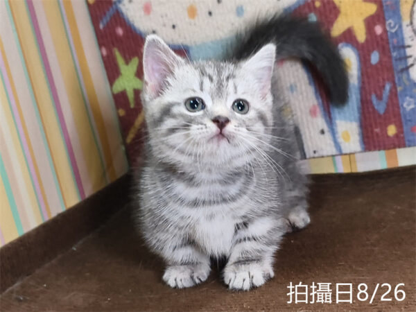 115年07月出生：《立耳曼赤肯短腿公貓》 (藍虎斑)