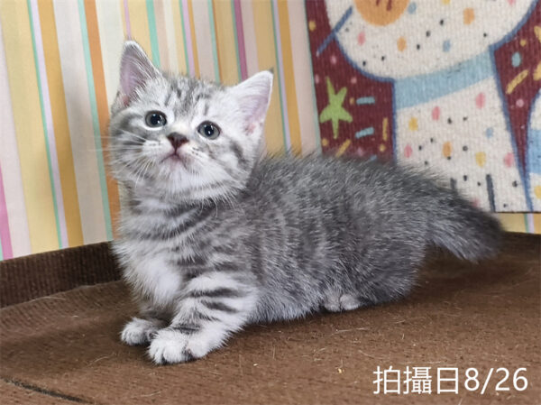 115年07月出生：《立耳曼赤肯短腿公貓》 (藍虎斑)