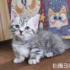 115年07月出生：《立耳曼赤肯短腿公貓》 (藍虎斑)