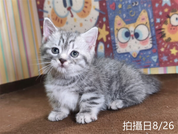 115年07月出生：《立耳曼赤肯短腿公貓》 (藍虎斑)