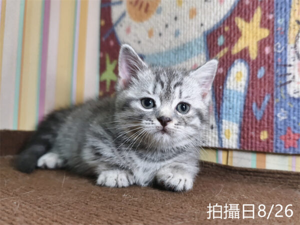 115年07月出生：《立耳曼赤肯短腿公貓》 (藍虎斑)