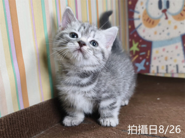 115年07月出生：《立耳曼赤肯短腿公貓》 (藍虎斑)