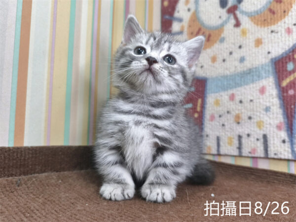 115年07月出生：《立耳曼赤肯短腿公貓》 (藍虎斑)