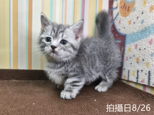 115年07月出生：《立耳曼赤肯短腿公貓》 (藍虎斑)