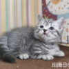 115年07月出生：《立耳曼赤肯短腿公貓》 (藍虎斑)