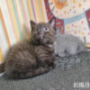 115年07月出生：《立耳曼赤肯短腿公貓》 (黑巧克力)
