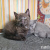 115年07月出生：《立耳曼赤肯短腿公貓》 (黑巧克力)