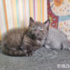 115年07月出生：《立耳曼赤肯短腿公貓》 (黑巧克力)