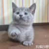 115年07月出生：《立耳曼赤肯短腿公貓》 (純藍)