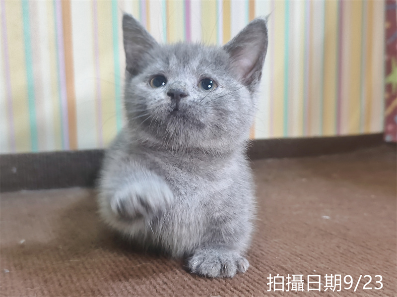 09230019 115年07月出生:《立耳曼赤肯短腿公貓》 (純藍)