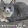 115年2月出生：《立耳英國短毛母貓》 (藍白)