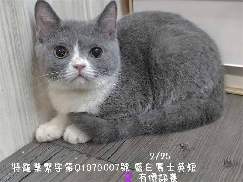 115年2月出生：《立耳英國短毛母貓》 (藍白)