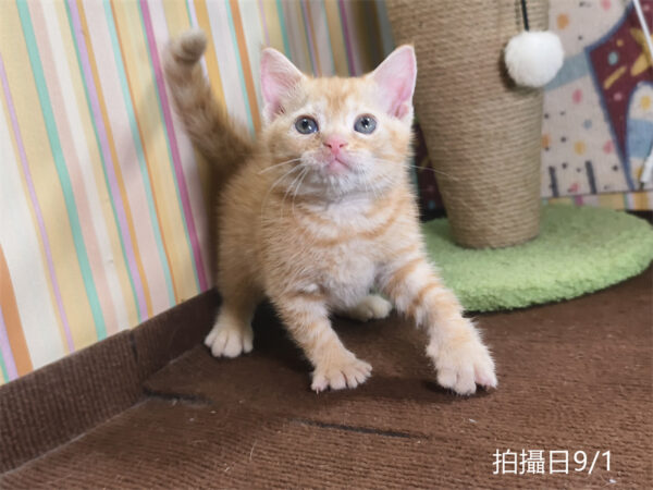 115年07月出生：《立耳英國短毛公貓》 (橘金虎斑)認養價