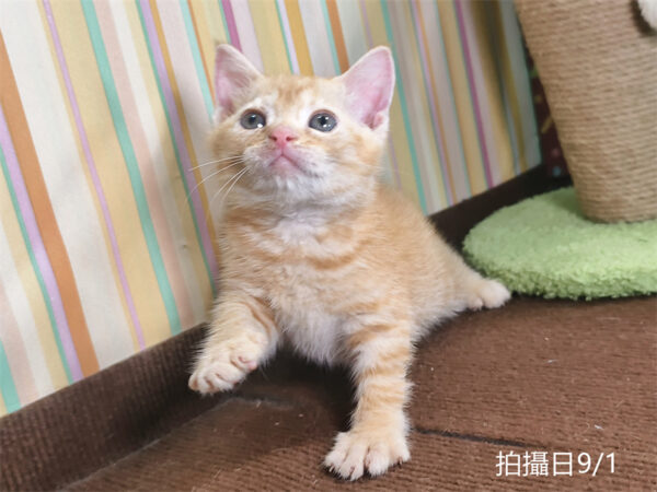 115年07月出生：《立耳英國短毛公貓》 (橘金虎斑)認養價