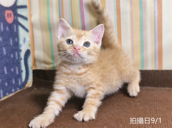 115年07月出生：《立耳英國短毛公貓》 (橘金虎斑)認養價