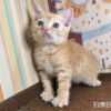 115年07月出生：《立耳英國短毛公貓》 (橘金虎斑)認養價