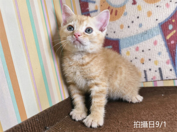 115年07月出生：《立耳英國短毛公貓》 (橘金虎斑)認養價