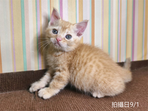 115年07月出生：《立耳英國短毛公貓》 (橘金虎斑)認養價