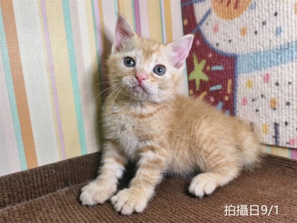 115年07月出生：《立耳英國短毛公貓》 (橘金虎斑)認養價