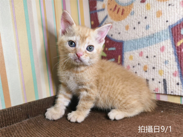 115年07月出生：《立耳英國短毛公貓》 (橘金虎斑)認養價