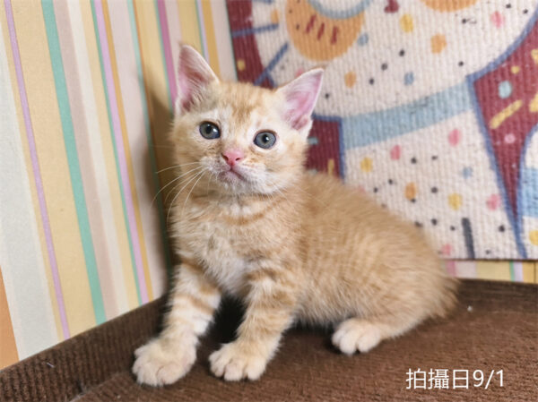 115年07月出生：《立耳英國短毛公貓》 (橘金虎斑)認養價