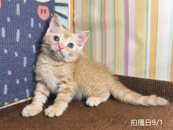 115年07月出生：《立耳英國短毛公貓》 (橘金虎斑)認養價