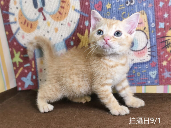 115年07月出生：《立耳英國短毛公貓》 (橘金虎斑)認養價