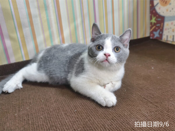 115年06月出生：《立耳英國短毛公貓》 (已售)