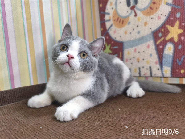 115年06月出生：《立耳英國短毛公貓》 (已售)