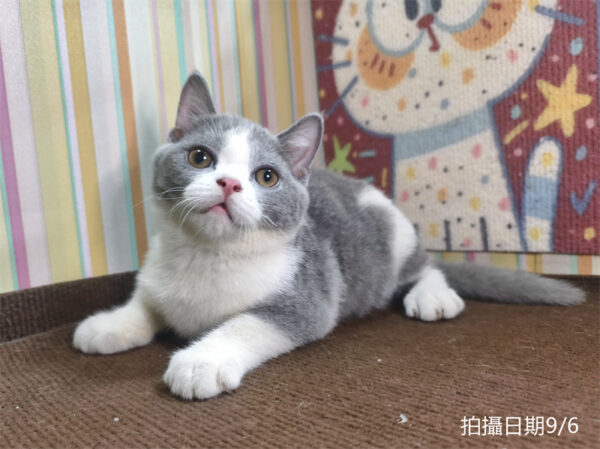 115年06月出生：《立耳英國短毛公貓》 (已售)