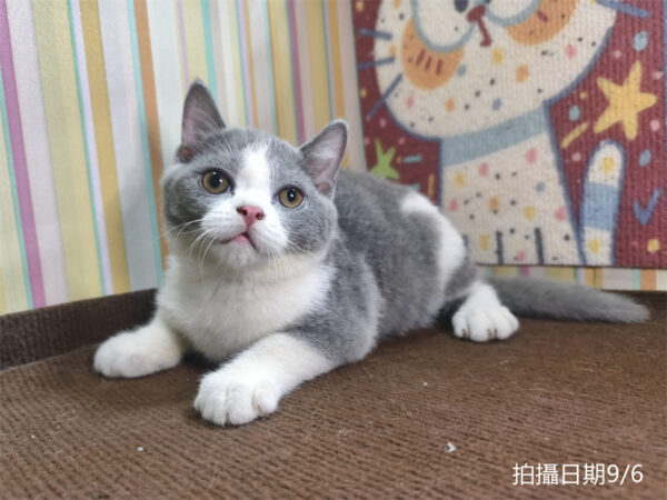 115年06月出生：《立耳英國短毛公貓》 (已售)